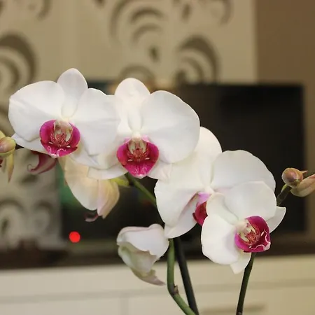 Weber * Дрезден