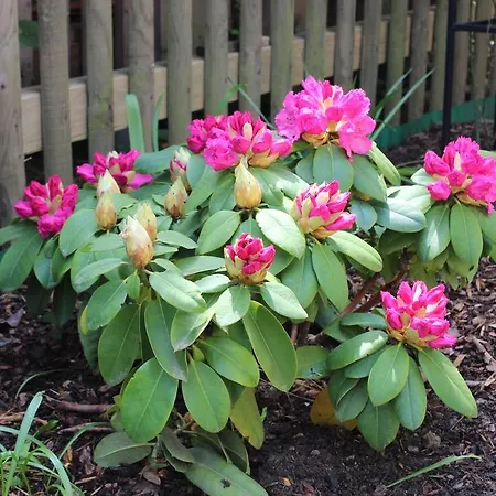 Weber * ドレスデン